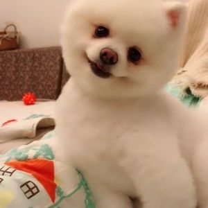 Meet your Posher, Samar